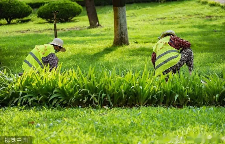 绿化工程用瓜子黄杨种植基地